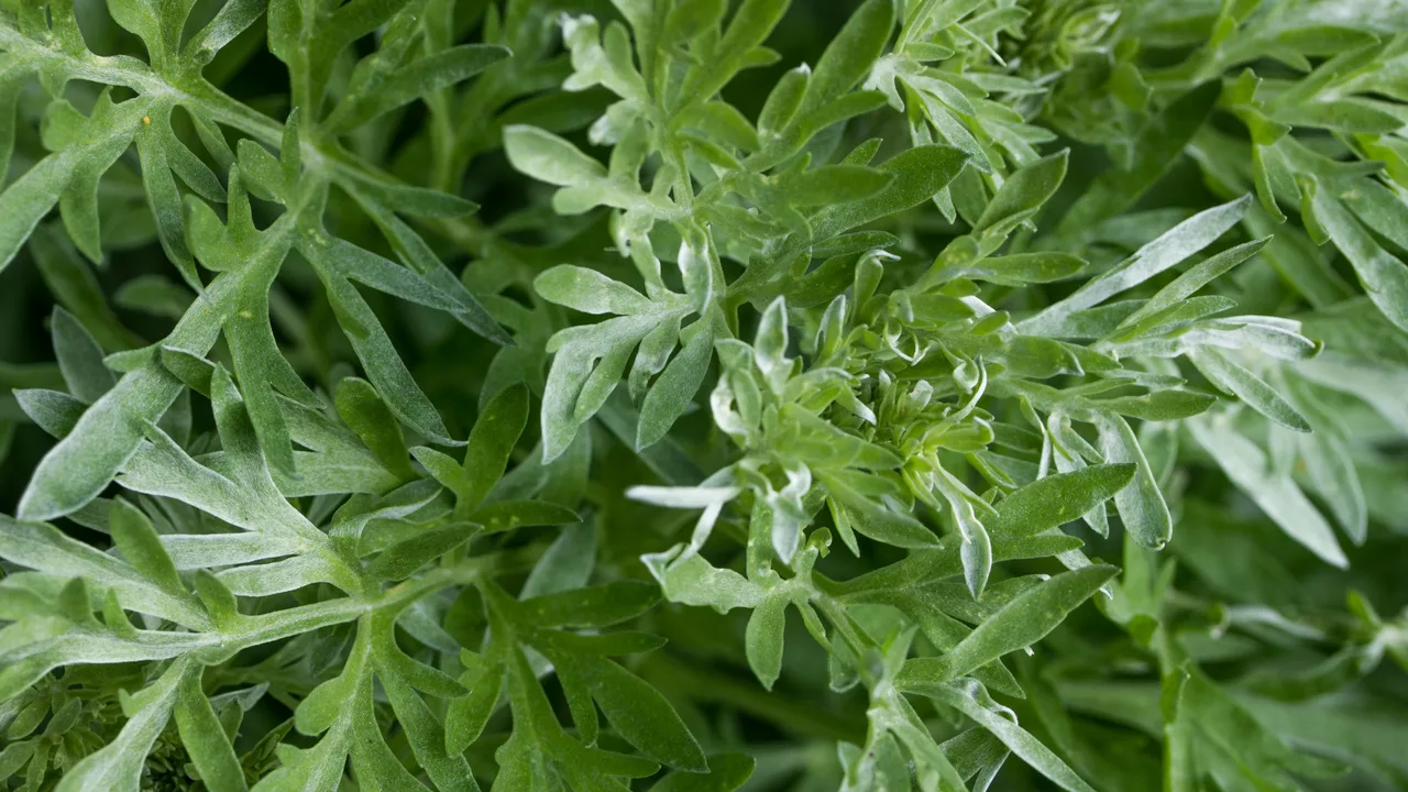 Wormwood: The Little-Known Herb That Can Make a Big Difference in Your Health