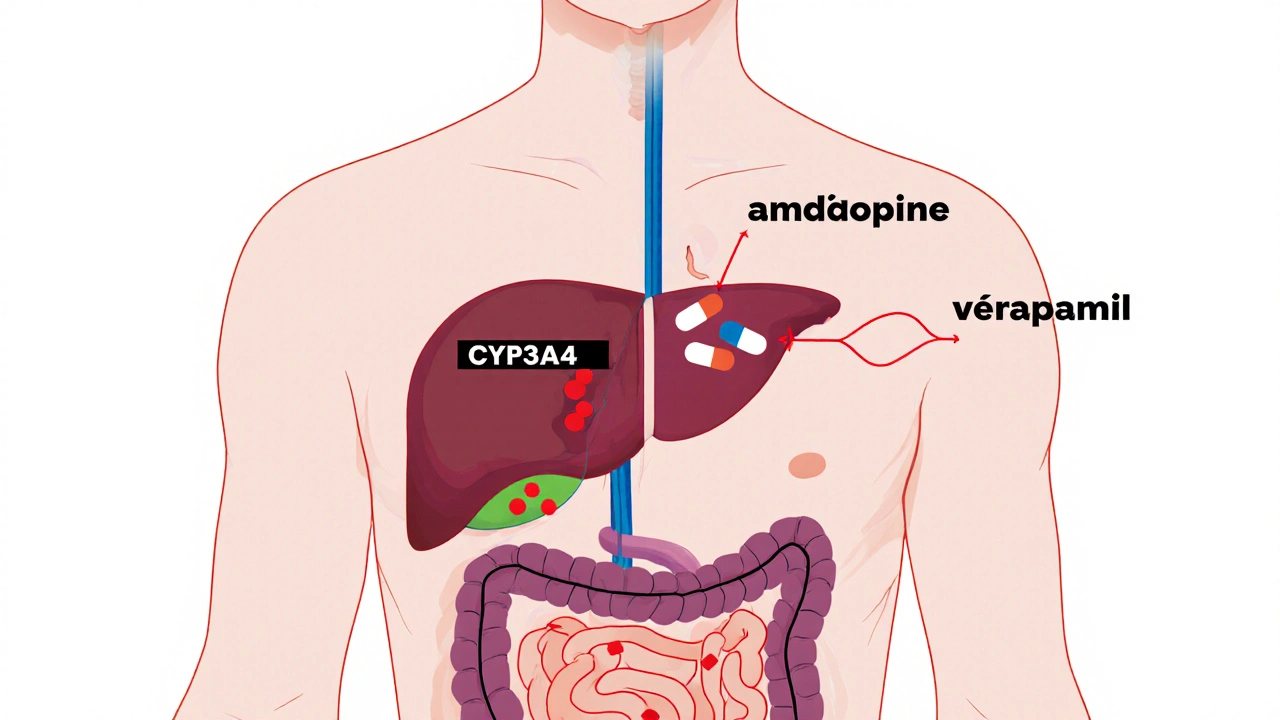Calcium Channel Blockers: How Metabolism and Drug Interactions Affect Safety and Effectiveness