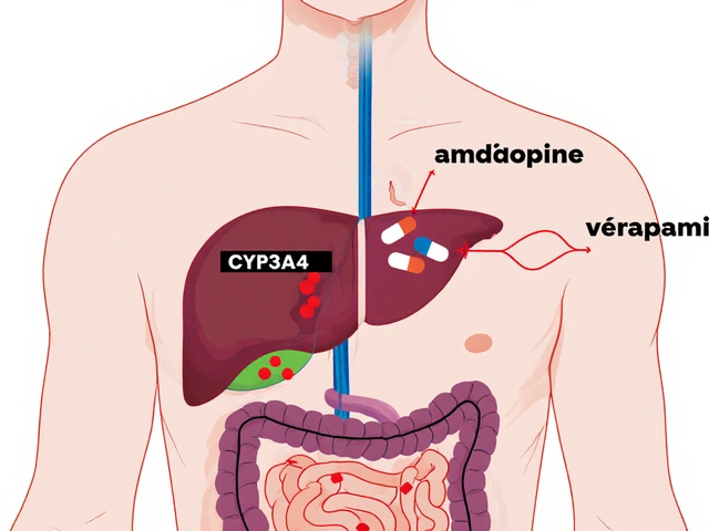 Calcium Channel Blockers: How Metabolism and Drug Interactions Affect Safety and Effectiveness